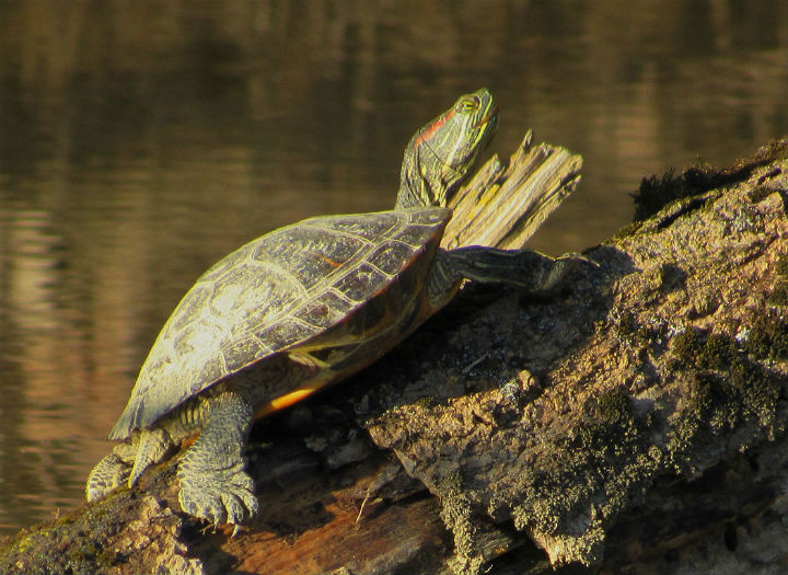 Red-ear Slider